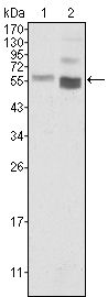 PTEN antibody [1B8]