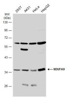 NDUFA9 antibody