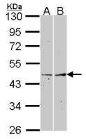 Fibromodulin antibody [N3C3]