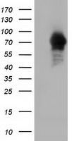 ARHGAP25 antibody [12E6]