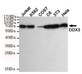 DDX3 antibody [6G8]