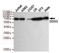 DDX3 antibody [6G8]