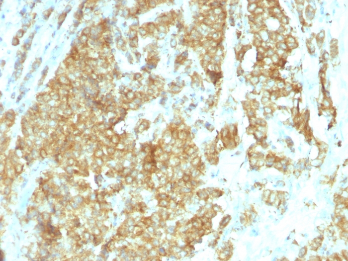 GRP94 antibody [HSP90B1/1192]