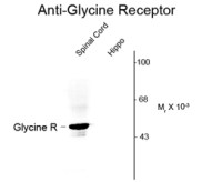 Glycine Receptor antibody