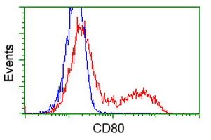 CD80 antibody [7H3]
