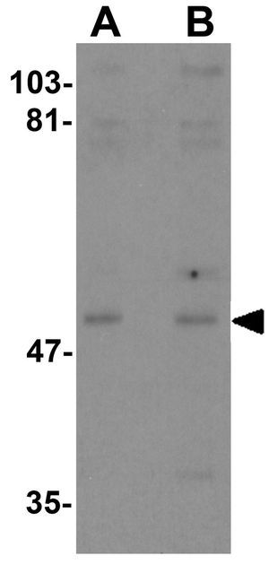 KPNA3 antibody