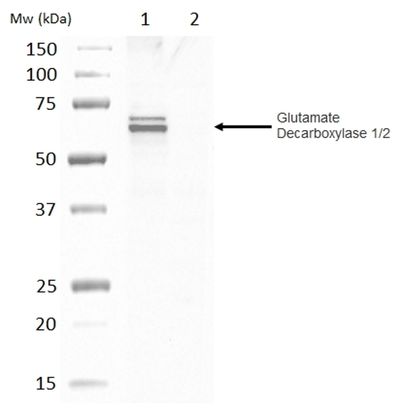 GAD65 + GAD67 antibody