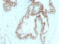 p57 Kip2 antibody [KIP2/880]