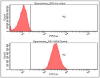 GSK3 beta antibody [1F7]