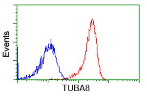 alpha Tubulin 8 antibody [2C2]