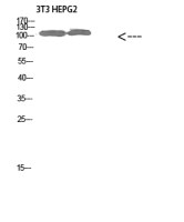 COL28A1 antibody