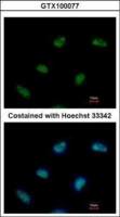 Rad9 antibody