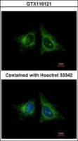 HEBP1 antibody [N1C3]