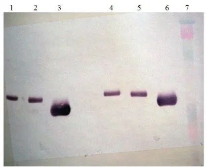 Renin antibody [7D3-E3]