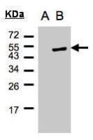 Cytohesin 1 antibody [N1C1]