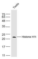 Histone H1t antibody