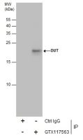 DUT antibody