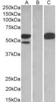 SSA1 antibody, C-term
