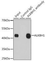 ABH1 antibody