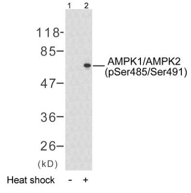 AMPK1/AMPK2 (phospho Ser485/Ser491) antibody