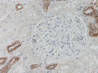 Defensin beta 1 antibody