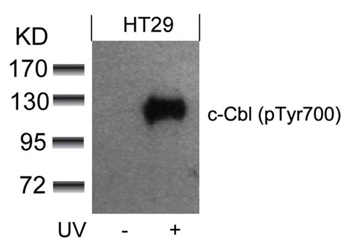 CBL (phospho Tyr700) antibody