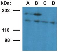 Ubinuclein 1 antibody [UBN1-02]