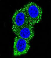 CD28 antibody, C-term
