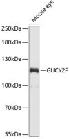 GUCY2F antibody
