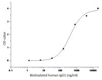Human CD32B protein, His tag