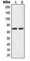 NEI3 antibody