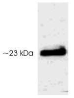 Serotonin N-AT (phospho Thr29) antibody