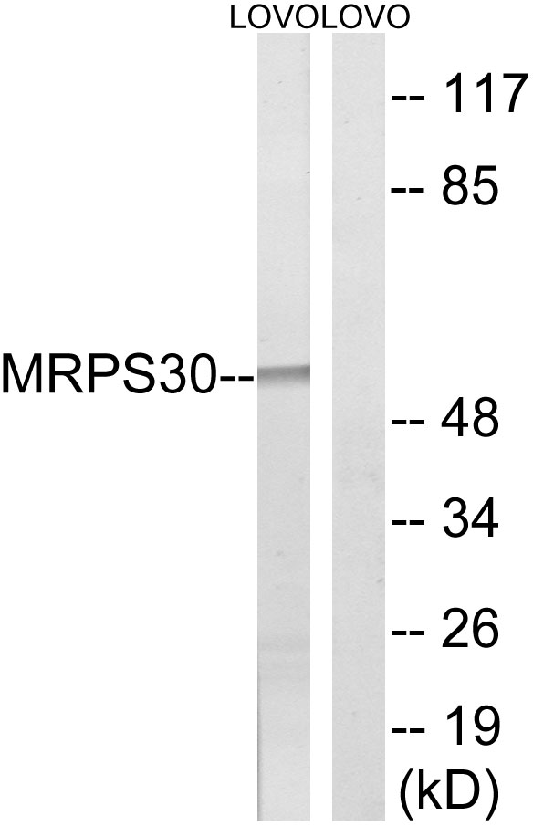 MRPS30 antibody