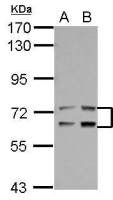 LTA4H antibody