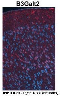 B3GALT2 antibody, C-term