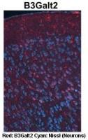 B3GALT2 antibody, C-term