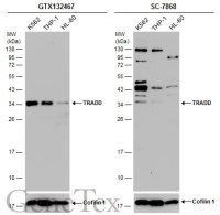 TRADD antibody