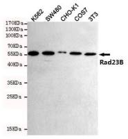 RAD23B antibody [5H1]