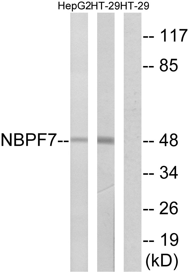 NBPF7 antibody