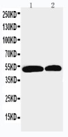 NOXA1 antibody