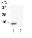 Cytochrome C antibody [SJL2-4(apo)]