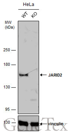 JARID2 antibody