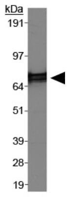 hnRNP M1-M4 antibody [1D8]