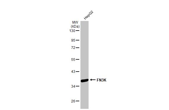 FN3K antibody [N1C3-2]