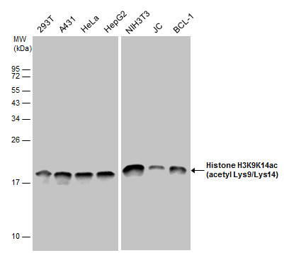 Histone H3K9K14ac (Acetyl Lys9/Lys14) antibody
