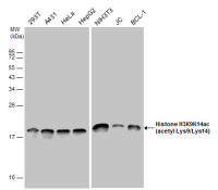 Histone H3K9K14ac (Acetyl Lys9/Lys14) antibody