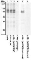 c-Met (phospho Tyr1349) antibody