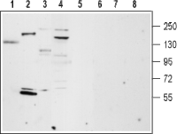 TRPM4 antibody