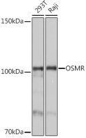 OSMR antibody