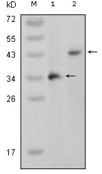 p38 beta antibody [4H6H6]